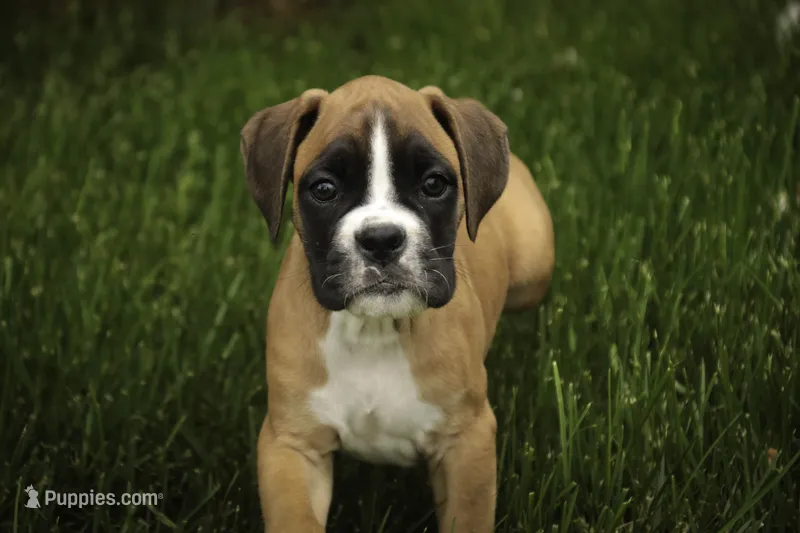 Crew – Boxer puppy for sale in Shipshewana, IN