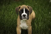 Crew, a male Boxer for sale in Shipshewana, IN – 1 of 8