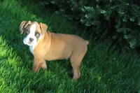 Gus, a male Boxer for sale in Shipshewana, IN – Photo 4 of 8