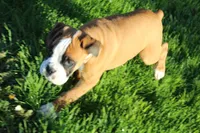 Gus, a male Boxer for sale in Shipshewana, IN – Photo 5 of 8