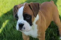 Gus, a male Boxer for sale in Shipshewana, IN – Photo 6 of 8