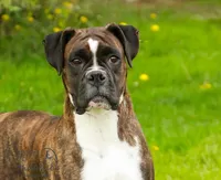 Gus, a male Boxer for sale in Shipshewana, IN – Photo 8 of 8