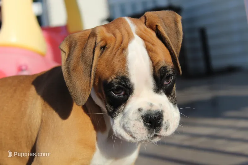 Gus – Boxer puppy for sale in Shipshewana, IN