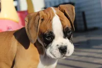 Gus, a male Boxer for sale in Shipshewana, IN – Photo 1 of 8