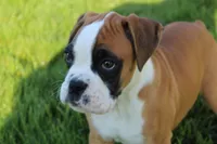 Gus, a male Boxer for sale in Shipshewana, IN – Photo 2 of 8