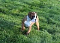 Gus, a male Boxer for sale in Shipshewana, IN – Photo 7 of 8