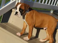 Gus, a male Boxer for sale in Shipshewana, IN – Photo 3 of 8