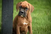 Haddie, a female Boxer for sale in Shipshewana, IN – 6 of 7