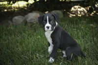 Jones, a male Boxer for sale in Shipshewana, IN – 5 of 8