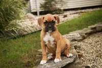 Baily, a female Boxer for sale in Shipshewana, IN – 9 of 10