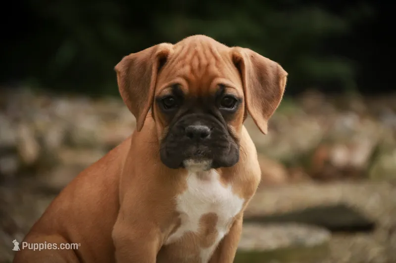 Baily – Boxer puppy for sale in Shipshewana, IN