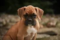 Baily, a female Boxer for sale in Shipshewana, IN – 1 of 10