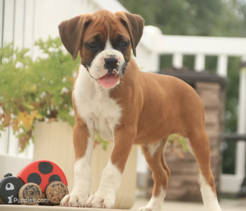 Lily – Boxer puppy for sale in Shipshewana, IN