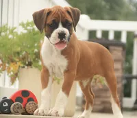 Lily, a male Boxer for sale in Shipshewana, IN – 1 of 9