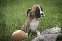 Rhett, a male Boxer for sale in Shipshewana, IN – 2 of 6