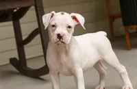 Lily, a female Boxer for sale in Shipshewana, IN – 5 of 10