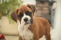Lily, a male Boxer for sale in Shipshewana, IN – 2 of 9
