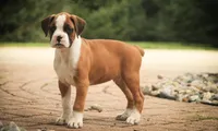 Burke, a male Boxer for sale in Shipshewana, IN – 4 of 8