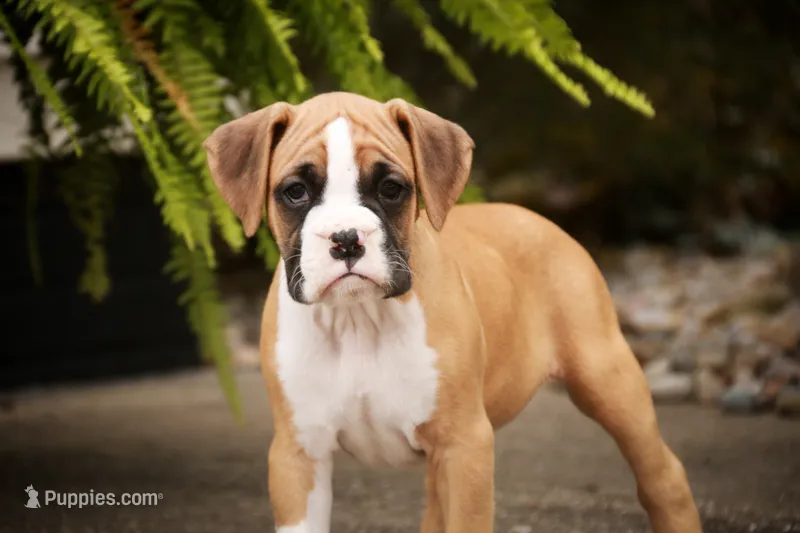 Rex – Boxer puppy for sale in Shipshewana, IN