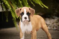 Rex, a male Boxer for sale in Shipshewana, IN – 1 of 9