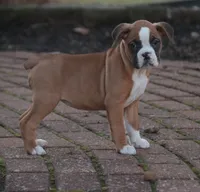 processed/a8691734-ec5d-4cae-919c-f7c884b6b56d/listing/862e8601-7e58-4570-a4d4-80cd5058a335/bc73e5f0-1da6-4132-9a4b-90bee90c1e96