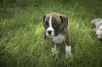 Rhett, a male Boxer for sale in Shipshewana, IN – 5 of 6
