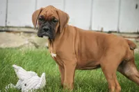 Haddie, a female Boxer for sale in Shipshewana, IN – 5 of 7