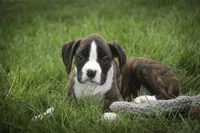 Zane, a male Boxer for sale in Shipshewana, IN – 2 of 5