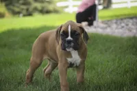 Aurora, a female Boxer for sale in Shipshewana, IN – Photo 3 of 10