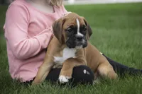 Aurora, a female Boxer for sale in Shipshewana, IN – Photo 9 of 10