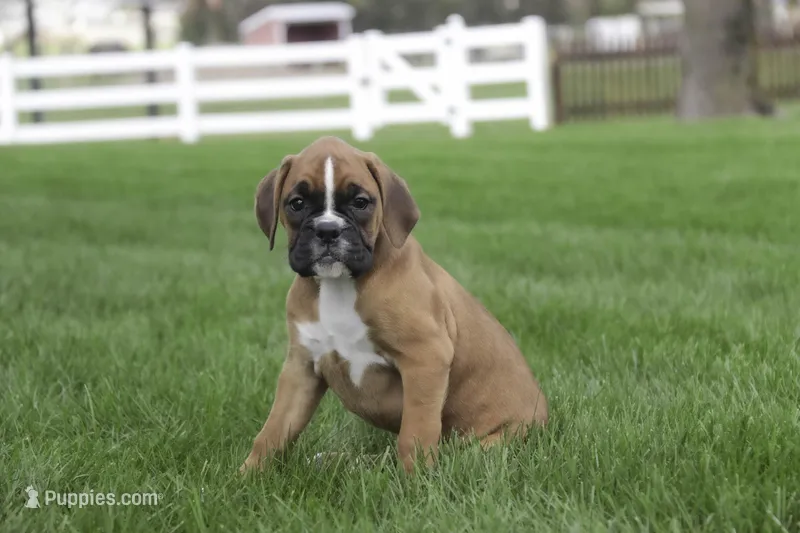 Aurora – Boxer puppy for sale in Shipshewana, IN