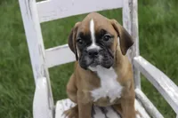 Aurora, a female Boxer for sale in Shipshewana, IN – Photo 6 of 10