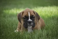 Aurora, a female Boxer for sale in Shipshewana, IN – Photo 2 of 10