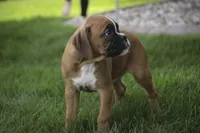 Aurora, a female Boxer for sale in Shipshewana, IN – Photo 4 of 10
