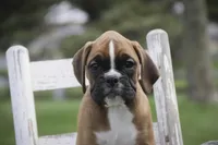 Aurora, a female Boxer for sale in Shipshewana, IN – Photo 5 of 10