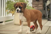 Lily, a male Boxer for sale in Shipshewana, IN – 5 of 9