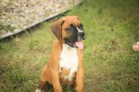 Remi, a male Boxer for sale in Shipshewana, IN – 6 of 7