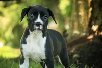 Leo, a male Boxer for sale in Shipshewana, IN – 5 of 9