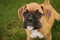 Baily, a female Boxer for sale in Shipshewana, IN – 2 of 10