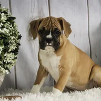 Terra, a female Boxer for sale in Shipshewana, IN – Photo 5 of 8