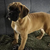 Frank, a male Boxer for sale in Shipshewana, IN – Photo 6 of 9