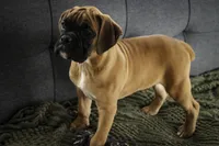 processed/a8691734-ec5d-4cae-919c-f7c884b6b56d/listing/90d62af8-f006-459c-889a-d5b1f1ddc8f7/0f9cbb6a-2701-420a-acf9-de35dc8d27ab