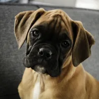 Frank, a male Boxer for sale in Shipshewana, IN – Photo 1 of 9