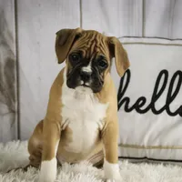 Terra, a female Boxer for sale in Shipshewana, IN – Photo 2 of 8