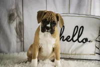 processed/a8691734-ec5d-4cae-919c-f7c884b6b56d/listing/90d62af8-f006-459c-889a-d5b1f1ddc8f7/7c6a3022-4d08-4dba-aede-72651079a4f5