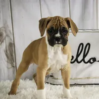 Terra, a female Boxer for sale in Shipshewana, IN – Photo 3 of 8