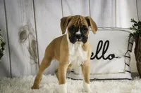 processed/a8691734-ec5d-4cae-919c-f7c884b6b56d/listing/90d62af8-f006-459c-889a-d5b1f1ddc8f7/9ef03e3b-e8b5-4b13-9213-7dd10ed722a0