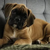 Frank, a male Boxer for sale in Shipshewana, IN – Photo 2 of 9