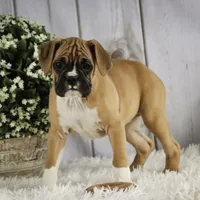 Terra, a female Boxer for sale in Shipshewana, IN – Photo 4 of 8