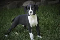 Jones, a male Boxer for sale in Shipshewana, IN – 3 of 8